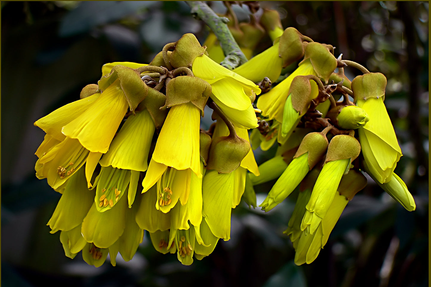 Kowhai (Sophora microphylla)
