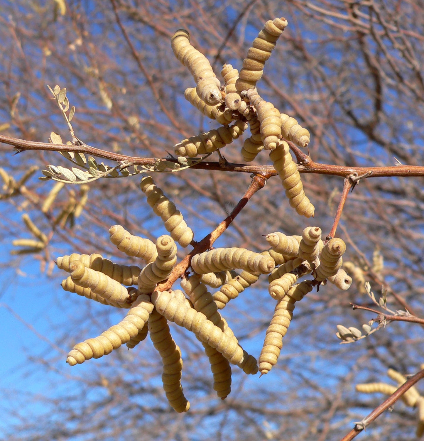 Screwbean Mesquite (Prosopis pubescens)