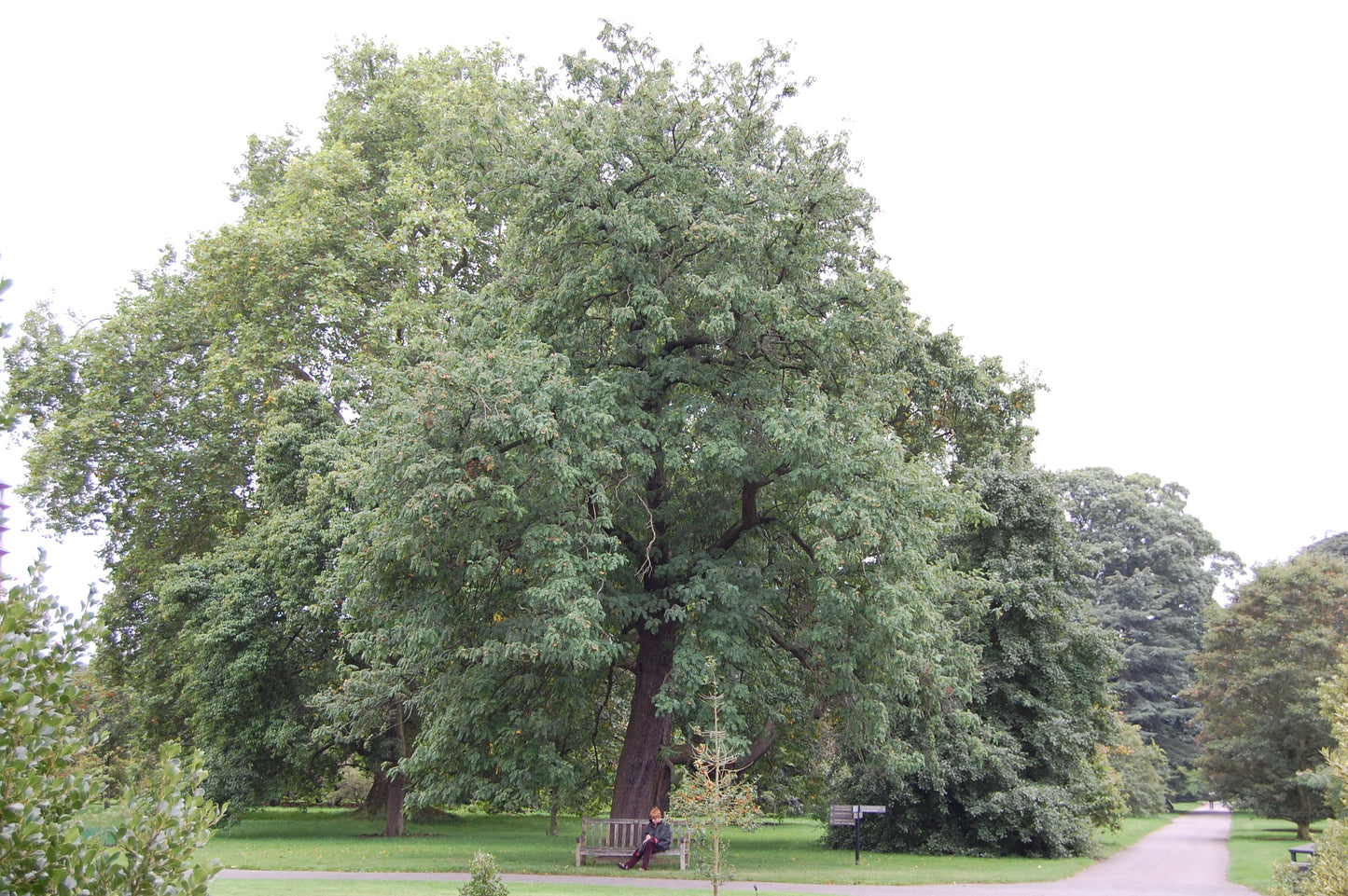Service Tree (Sorbus domestica)