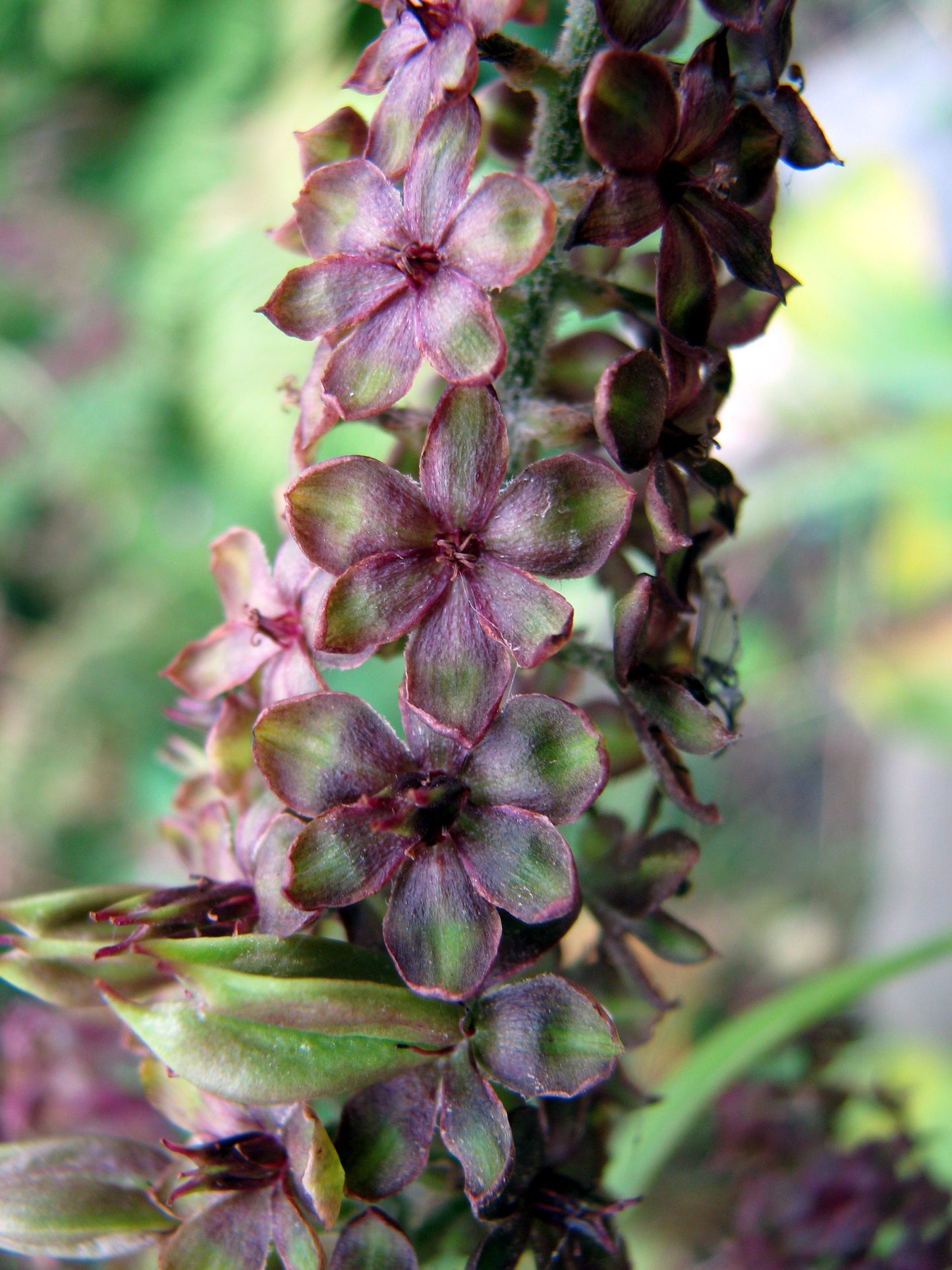 Black Hellebore (Veratrum nigrum)