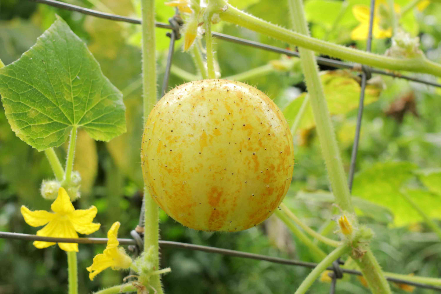 Lemon Cucumber (Cucumis sativus 'Lemon')