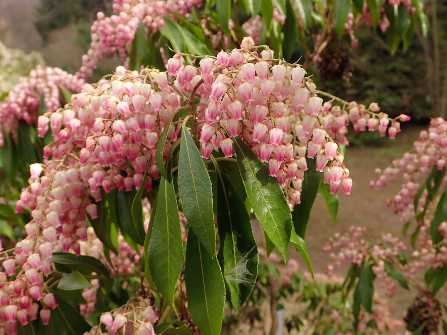 Japanese Andromeda Pieris (Pieris japonica)