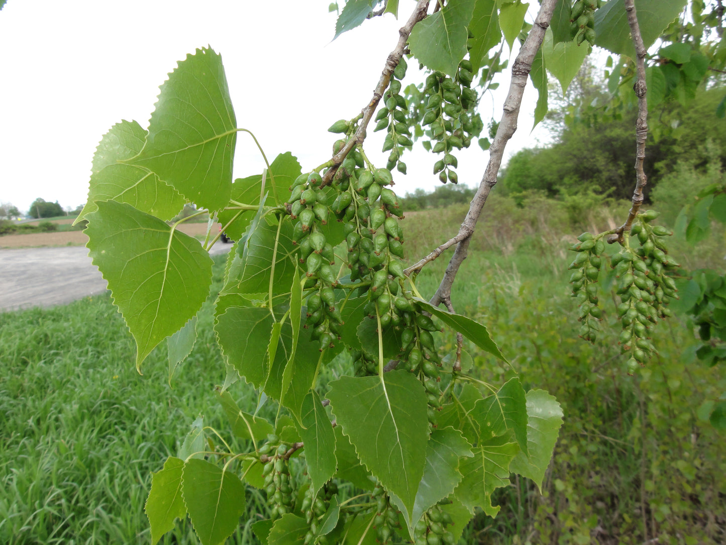 Cottonwood Eastern Cottonwood (Populus deltoides)