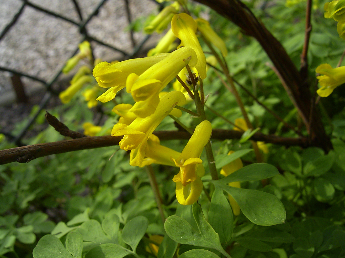 Golden Bleeding Heart Corydalis Fumatory Rock Fumewort (Corydalis lutea)