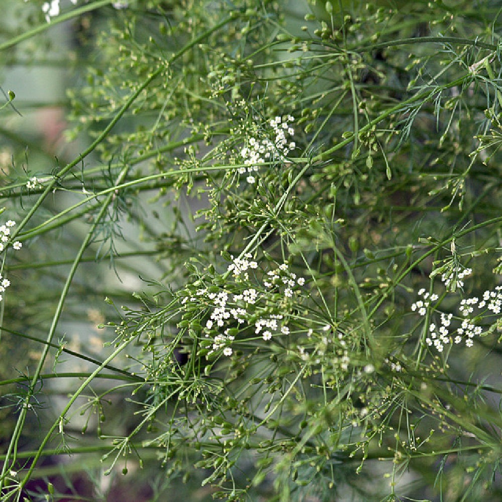 Cumin (Cuminum cyminum)
