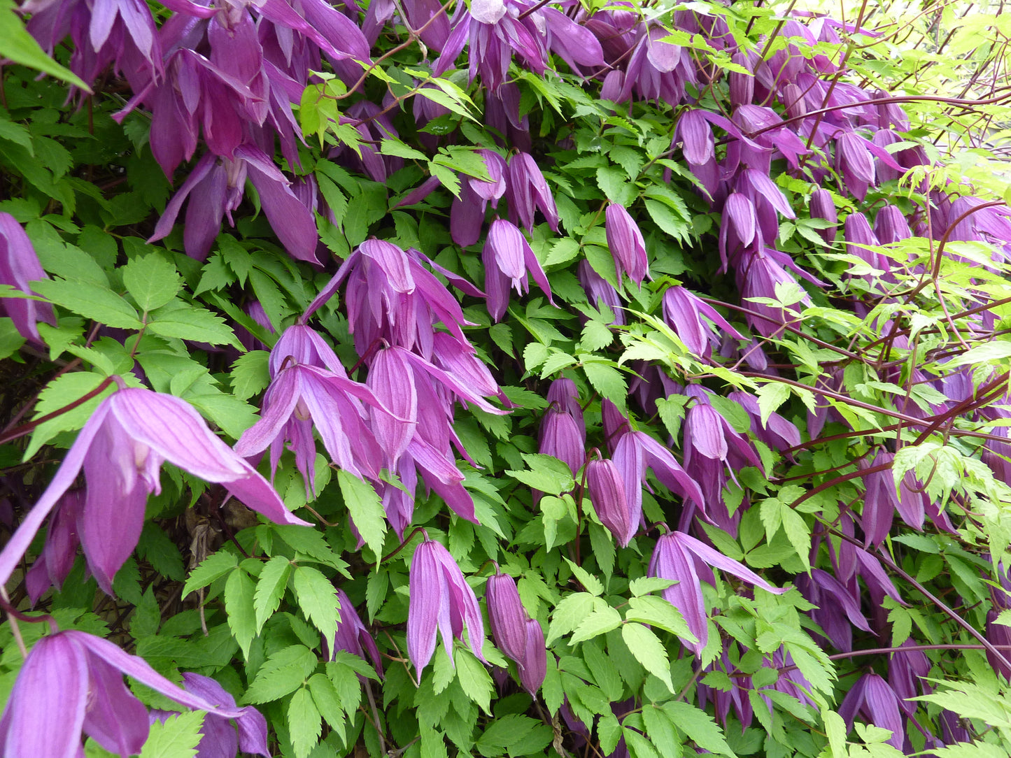 Alpine Alpine Vigins Bower (Clematis alpina)