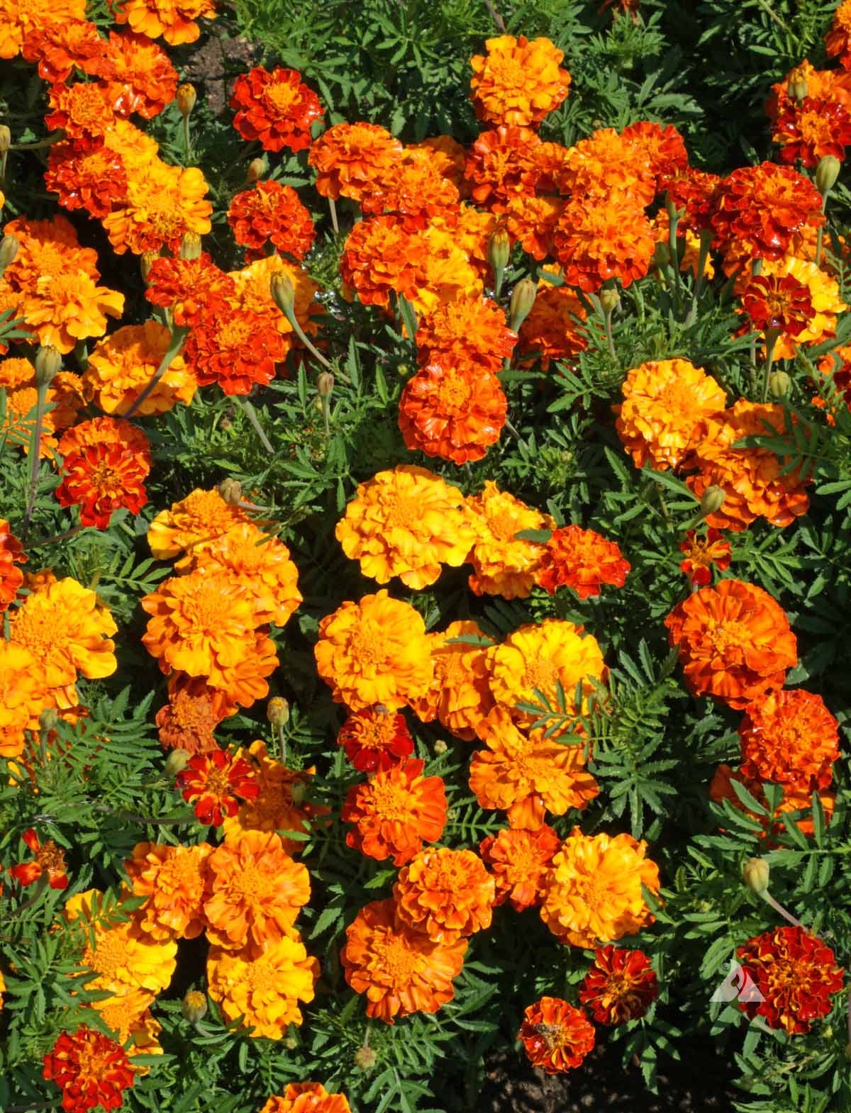 French Sparky Mix Marigold (Tagetes patula var. Sparky mix)