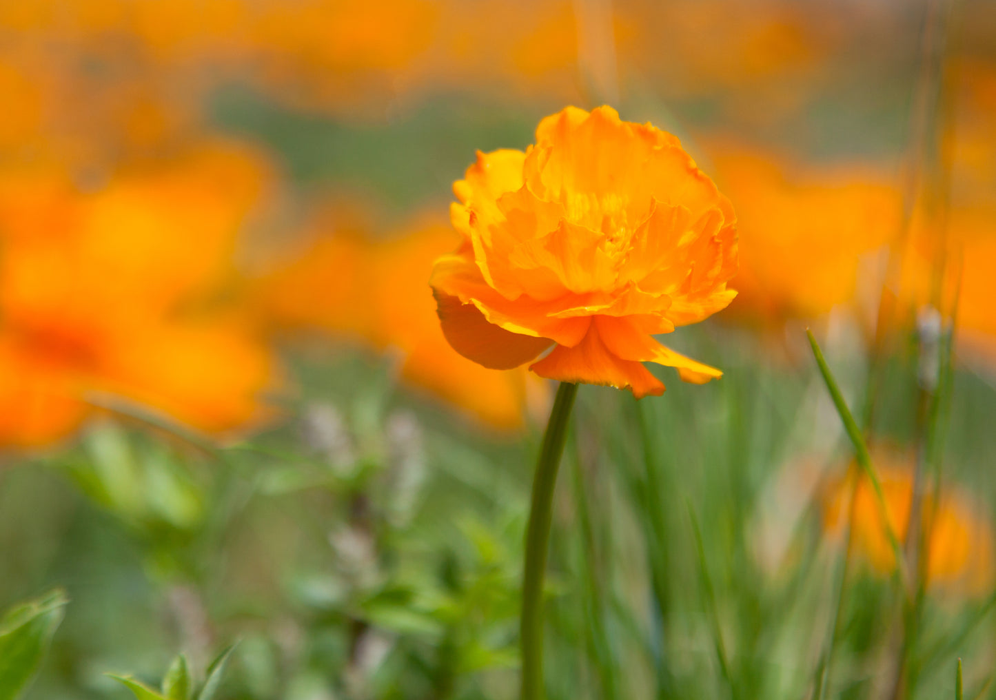 Asian Globeflower (Trollius asiaticus)