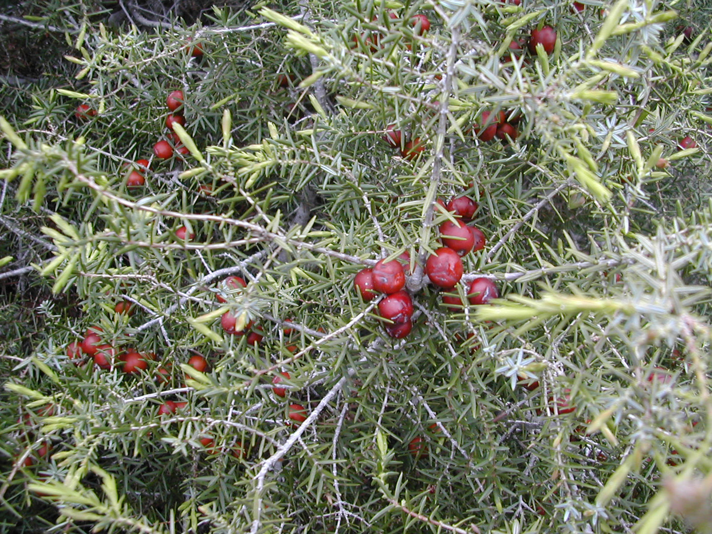 Cade Juniper Juniper (Juniperus oxycedrus)