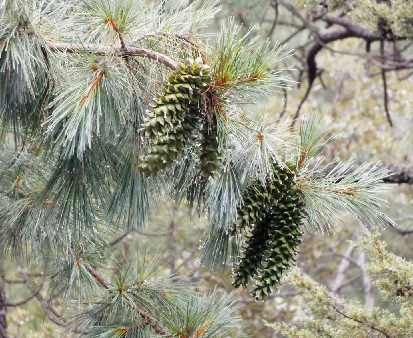Border Chihuahua Southwestern Pine (Pinus strobiformis)