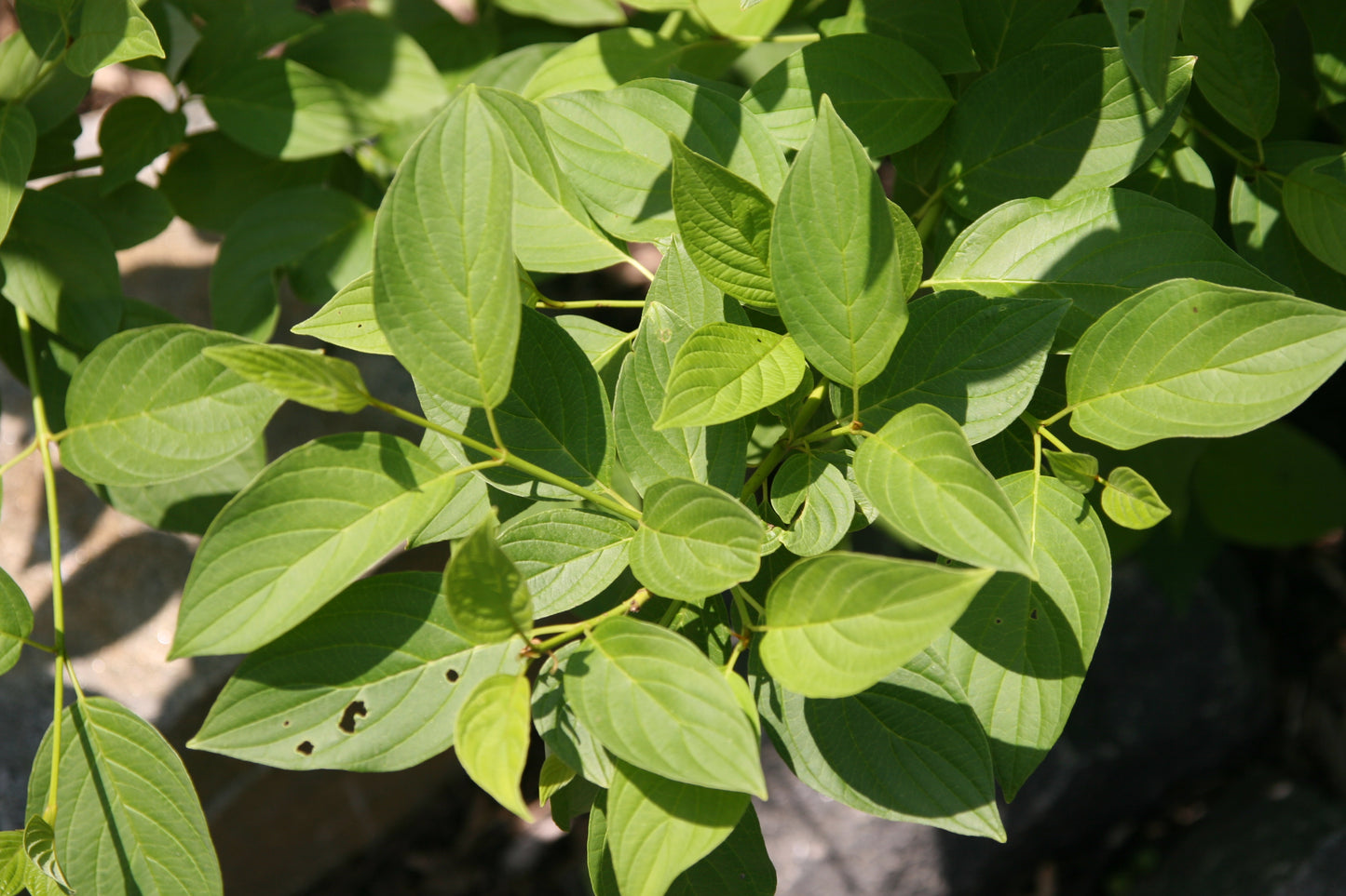 American Dogwood Red Osier Red-rood Red-twig Dogwood (Cornus sericea)