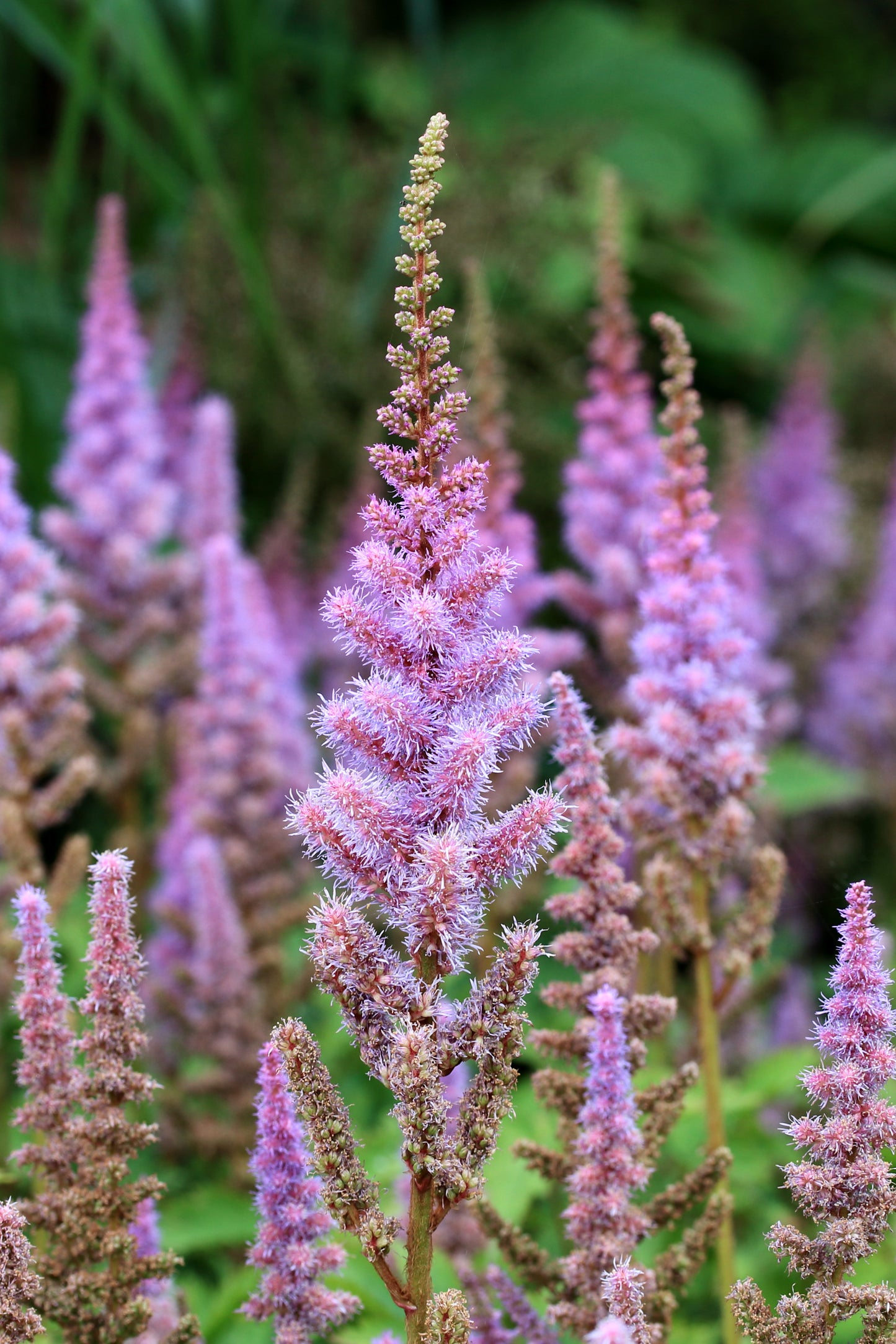 Chinese Astilbe (Astilbe chinensis)
