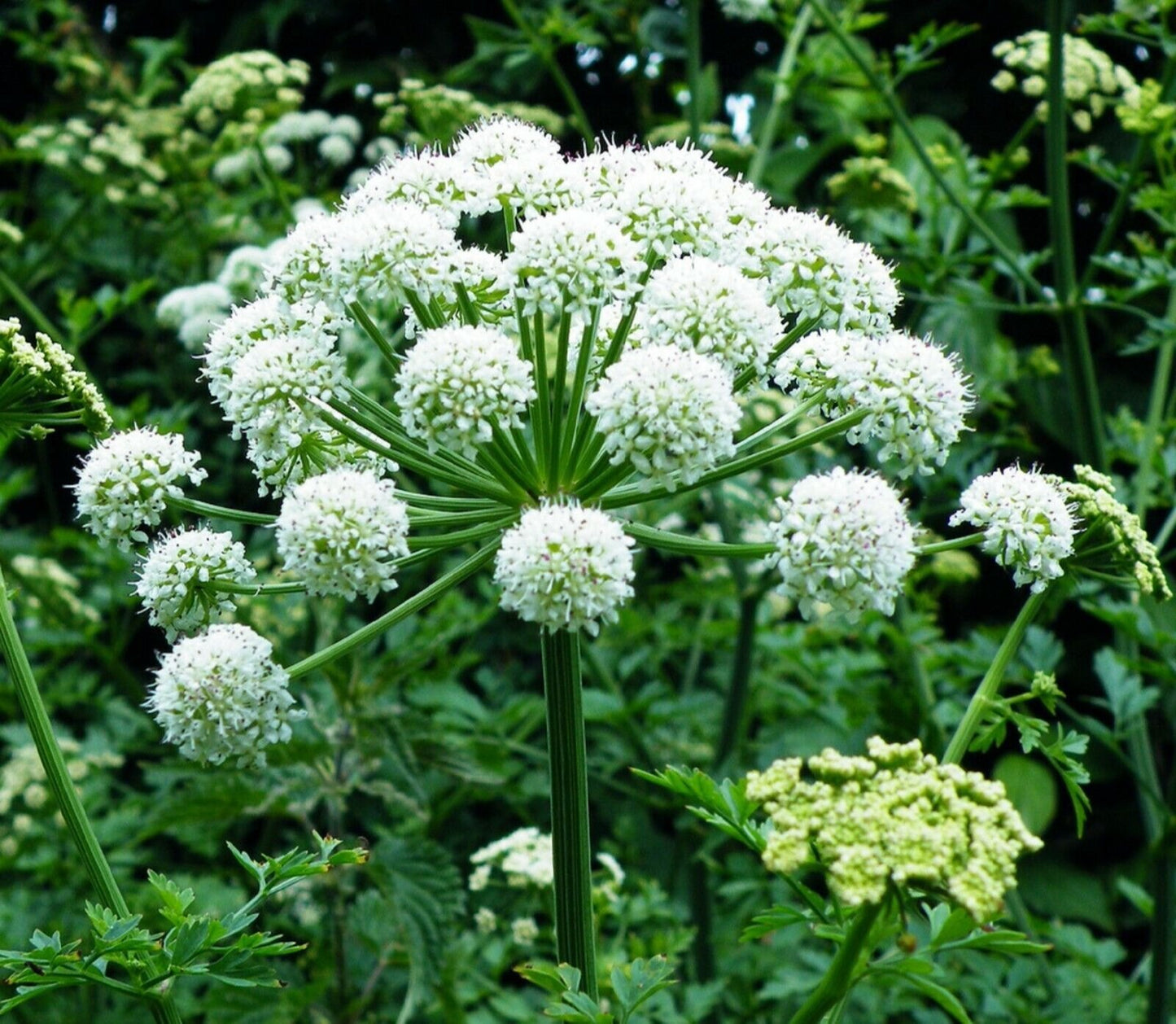 Dong Quai Female Ginseng (Angelica sinensis)