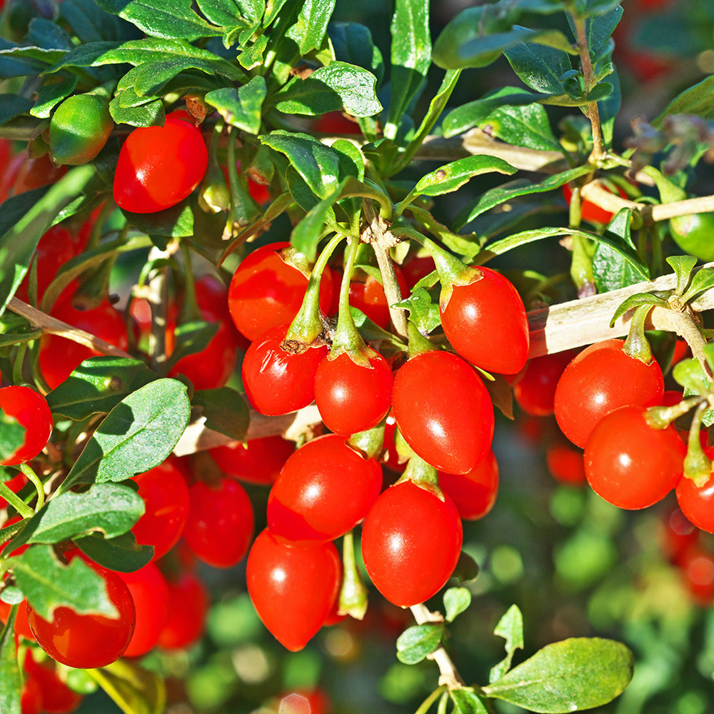 Barbary Matrimony Vine Bocksdorn Chinese Boxthorn Desert-thorn Wolfberry Duke Of Argylls Tea Tree Goji Berry Mede Medlar Wolfberry (Lycium chinense)