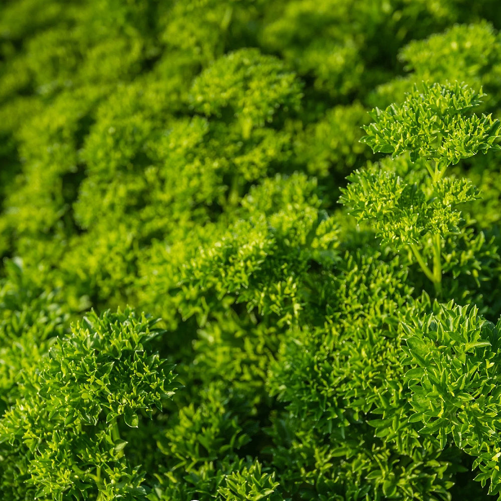 Parsley (Petroselinum crispum Triple Curled)