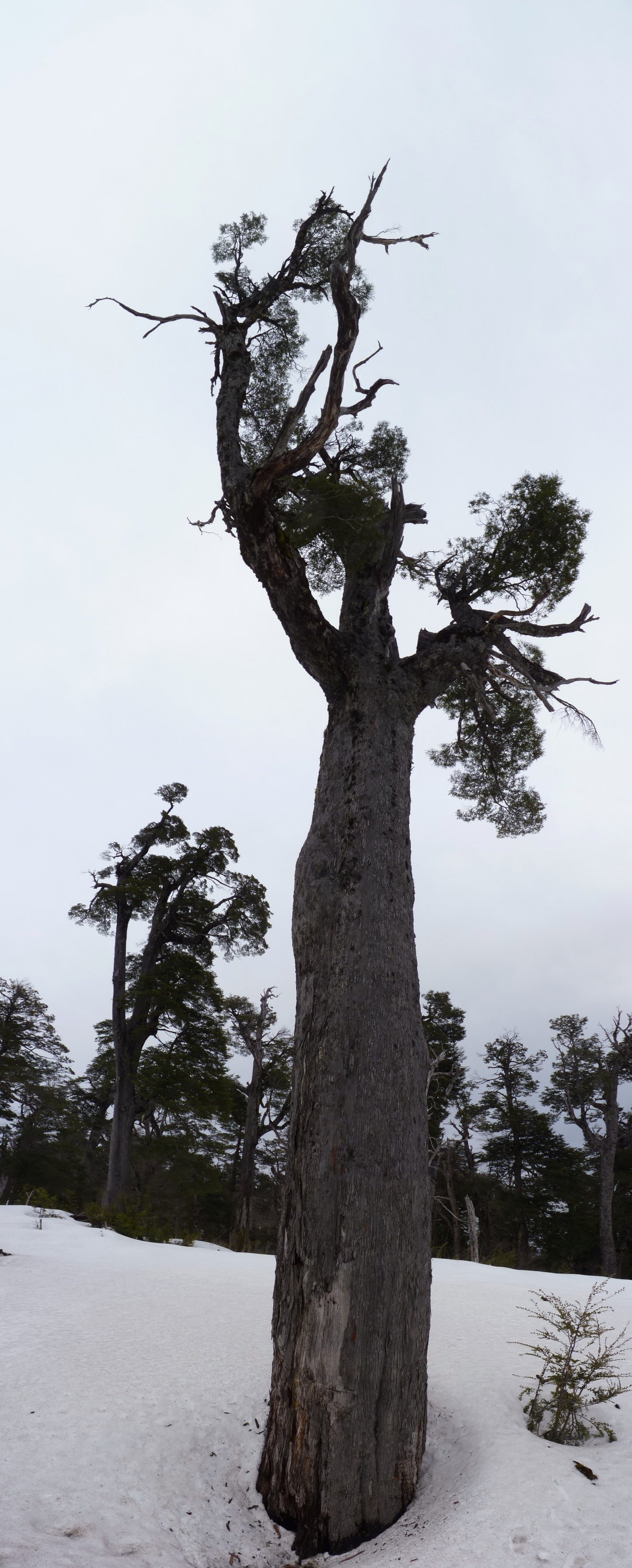 Coigue Coihue Dombeys Beeech Beech (Nothofagus dombeyi)