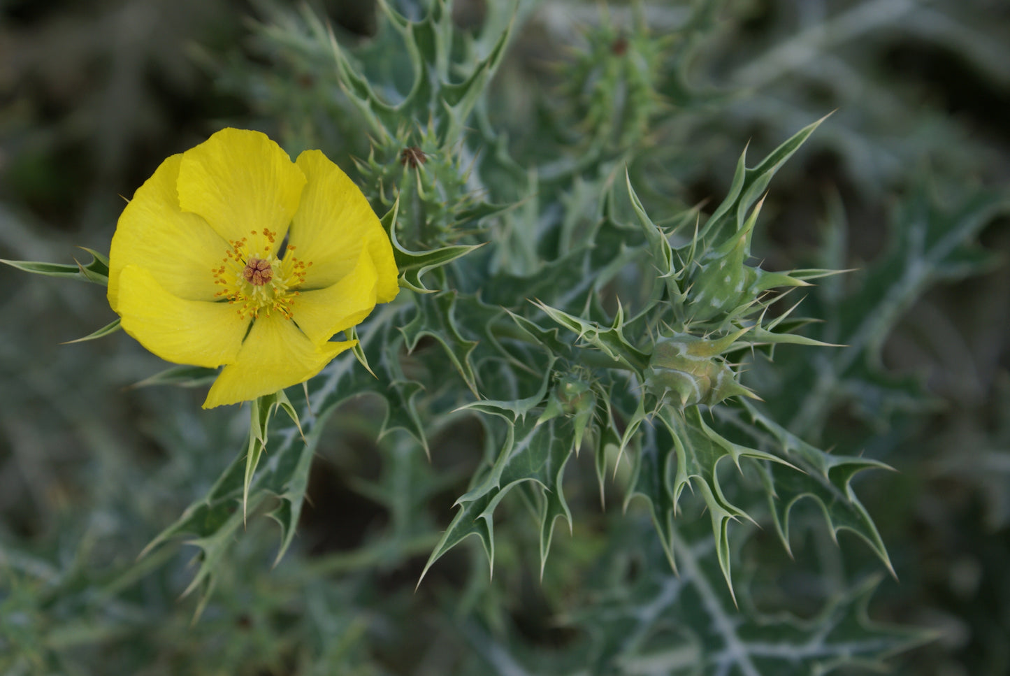 Mexican Pricklypoppy (Argemone mexicana)