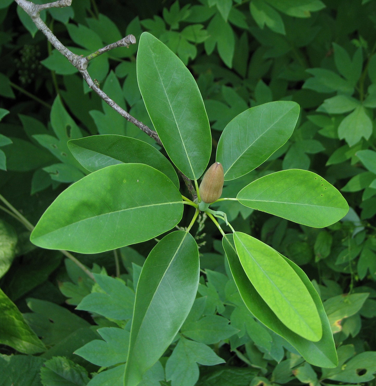 Sweetbay Sweetbay Magnolia (Magnolia virginiana Northern)
