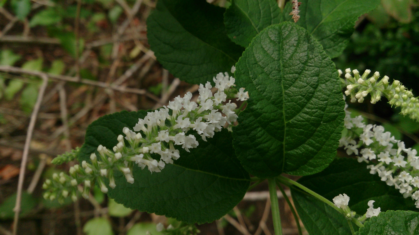 Dogtail Butterfly Bush (Buddleja asiatica)