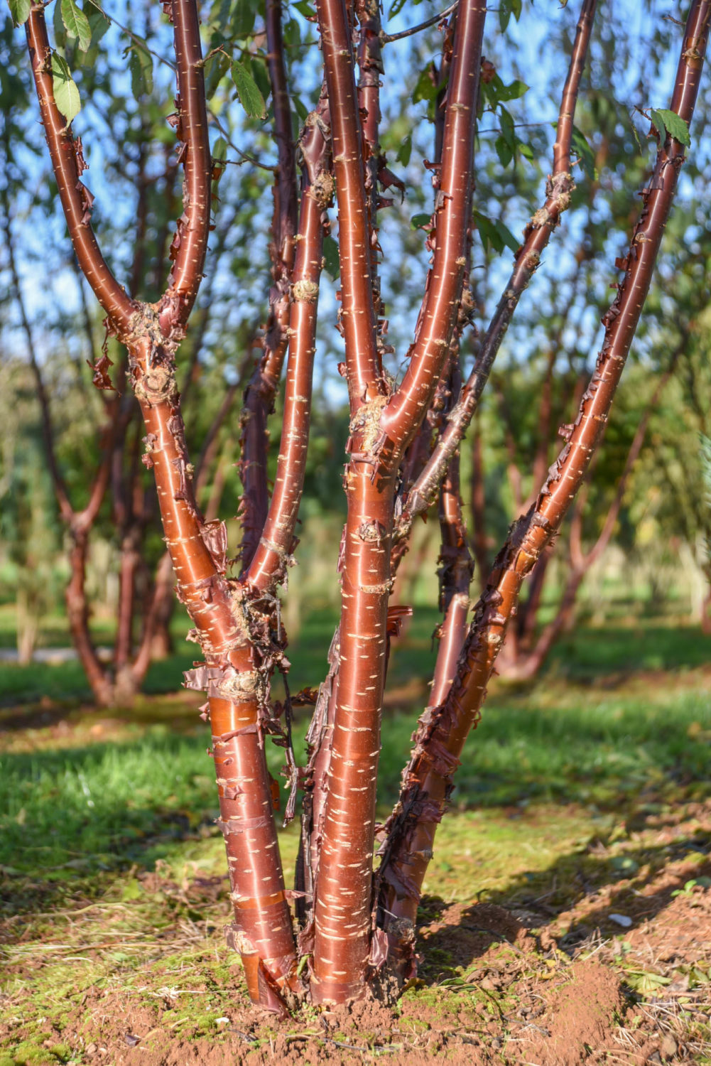 Tibetan Cherry (Prunus serrula)