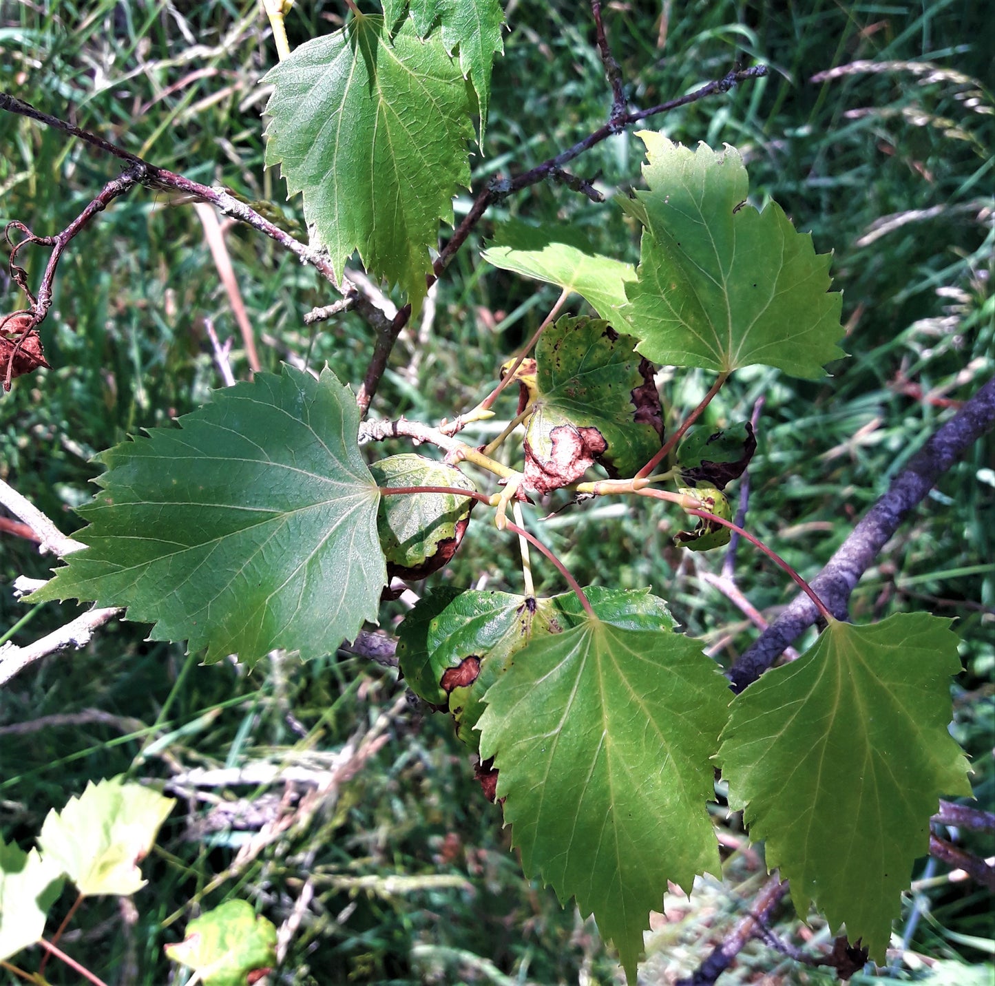 Manchurian Linden (Tilia mandshurica)