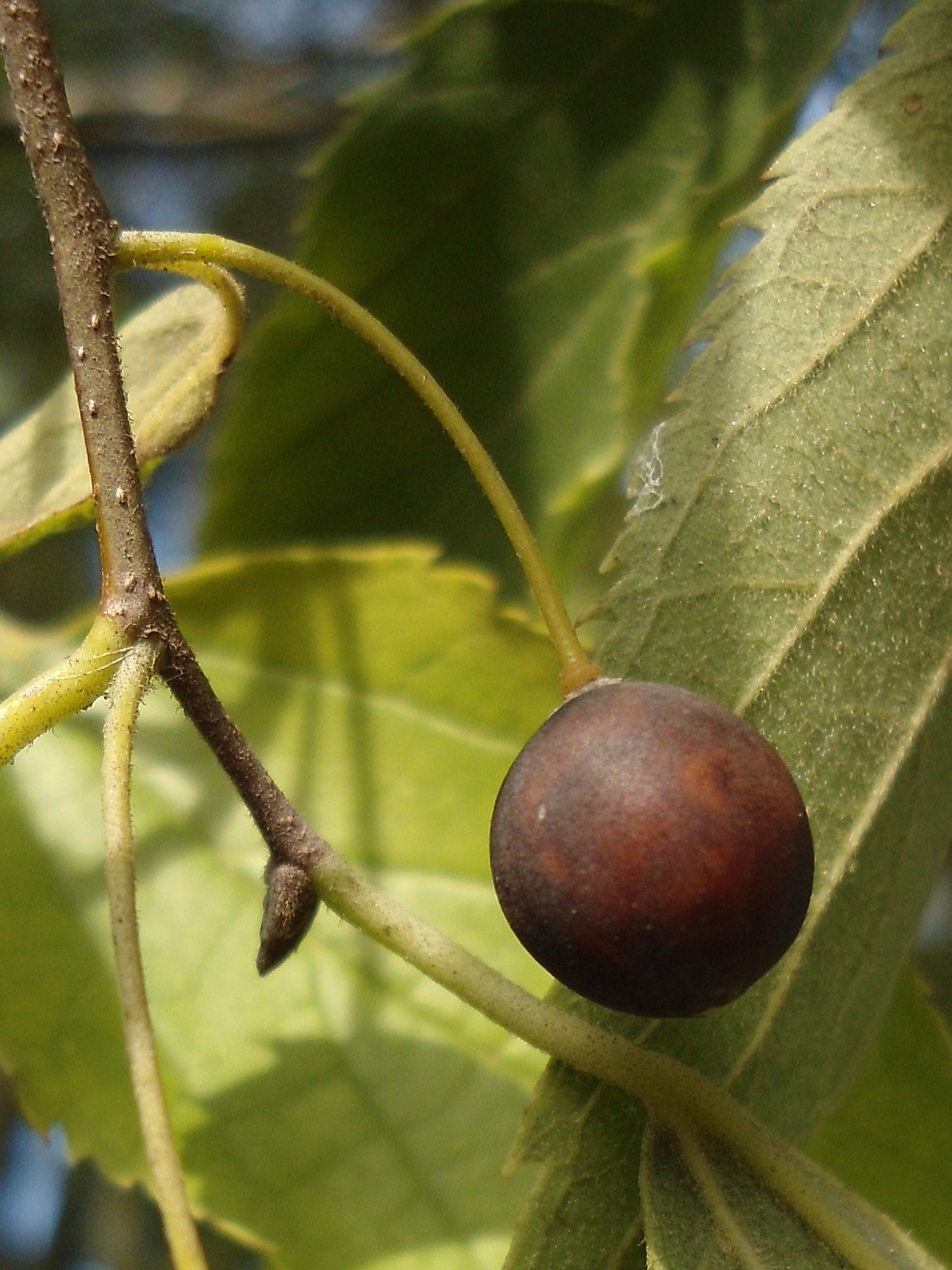 European Hackberry (Celtis australis)