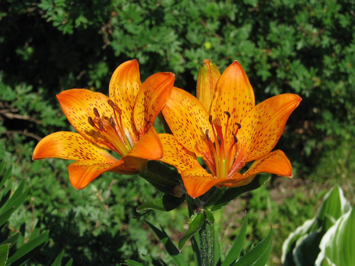 Manchurian Turks Cap Lily (Lilium distichum)