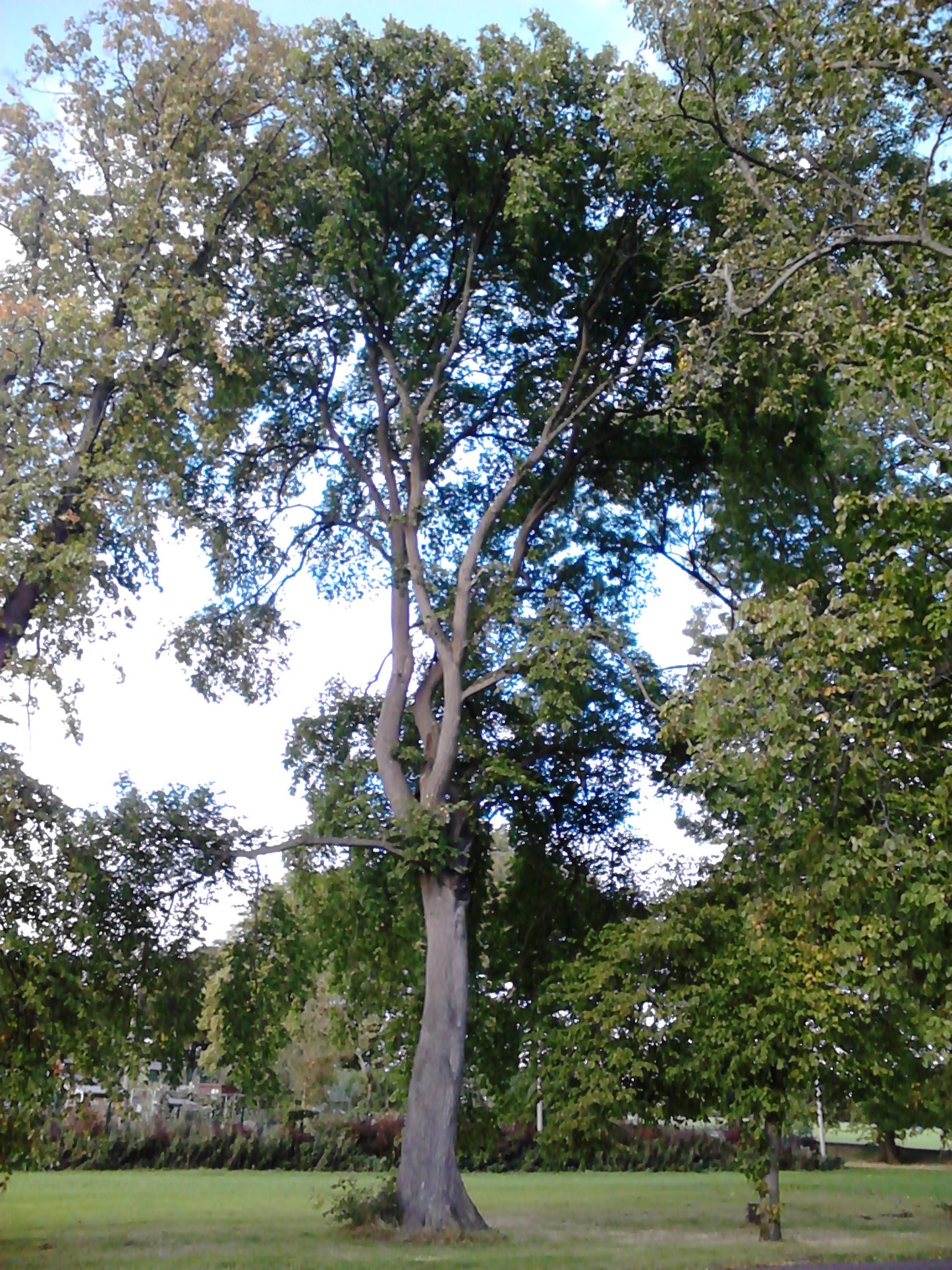 David Elm Elm (Ulmus davidiana)