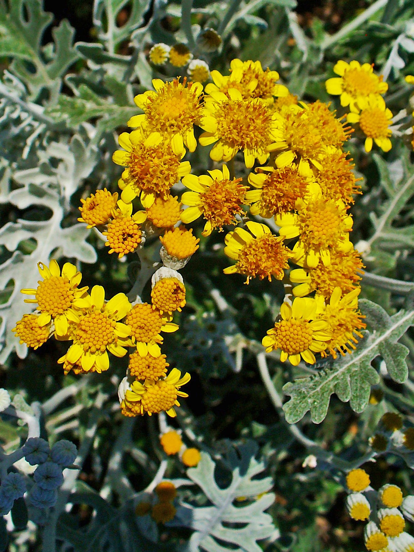 Dusty Miller Ragwort (Jacobaea maritima)