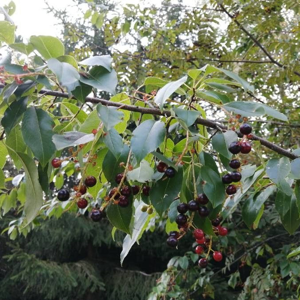 Black Cherry (Prunus serotina)