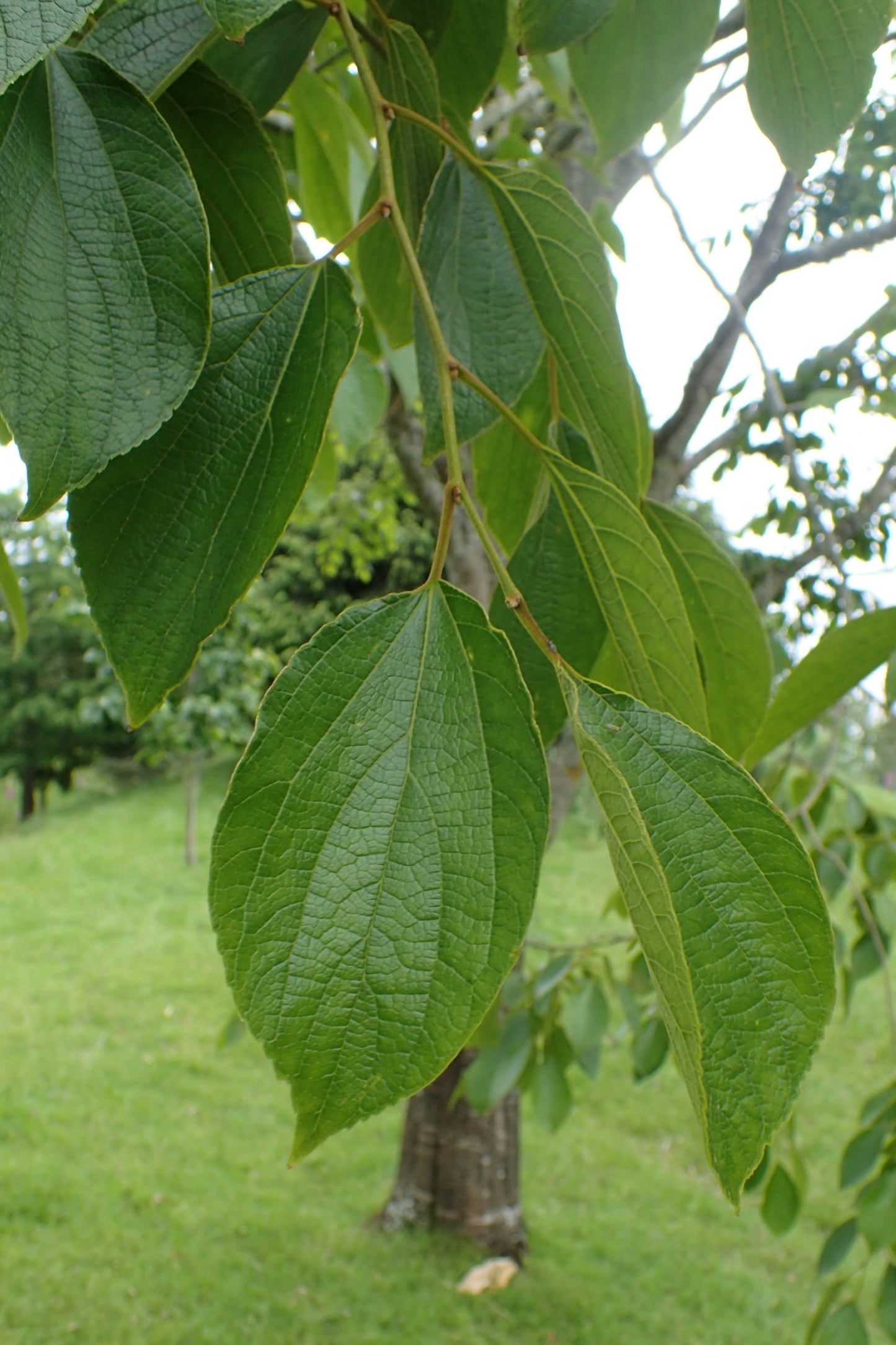 Julian Hackberry (Celtis julianae)