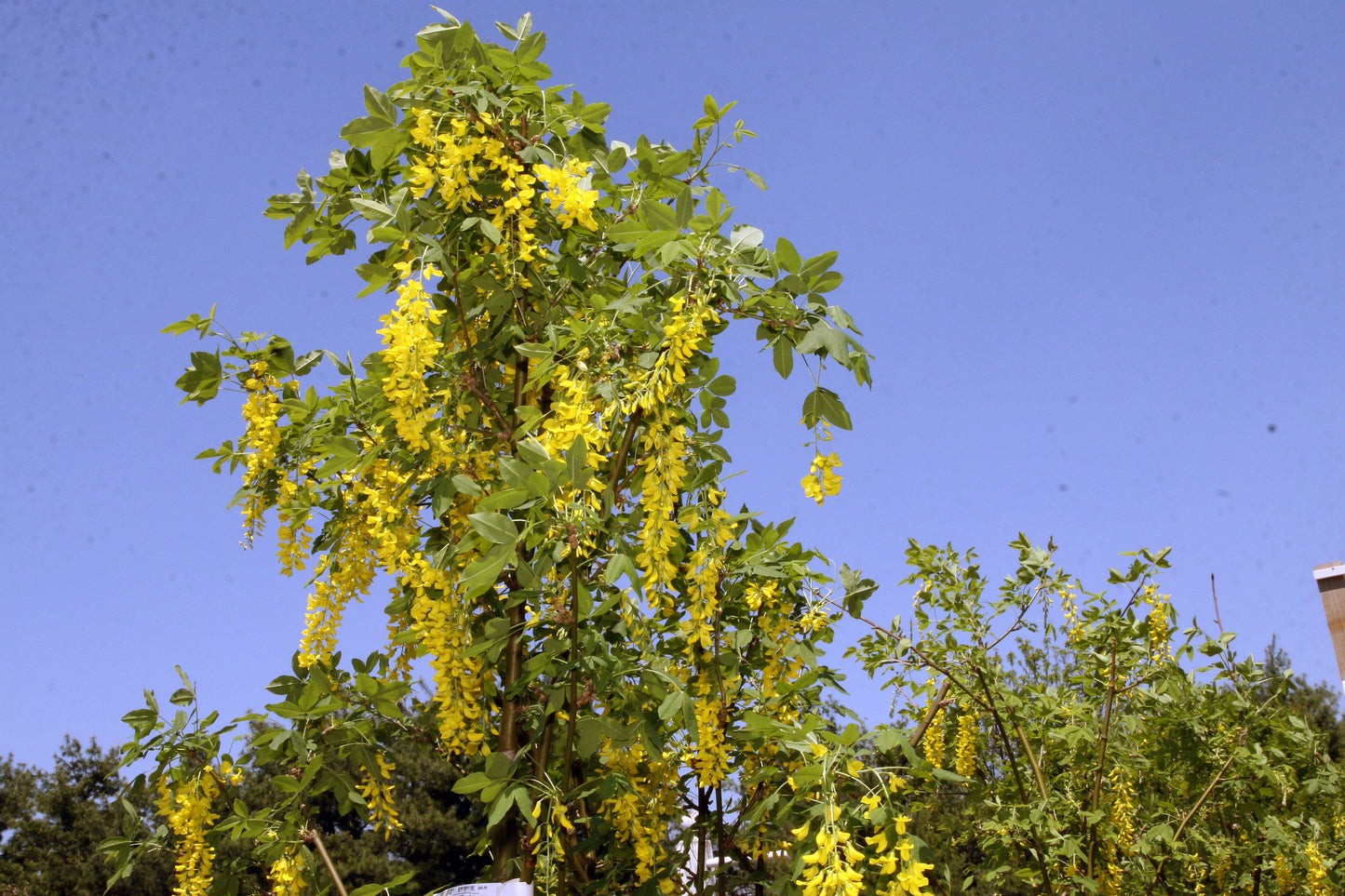 Goldenchain Tree Waterer Laburnum Golden Chain Tree (Laburnum X watereri)