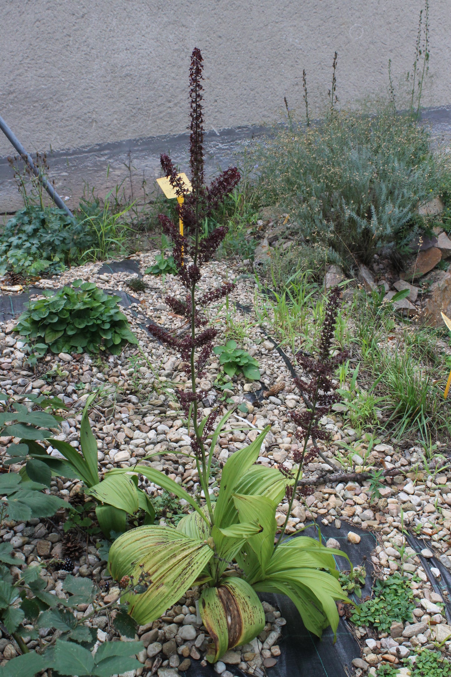 Black Hellebore (Veratrum nigrum)