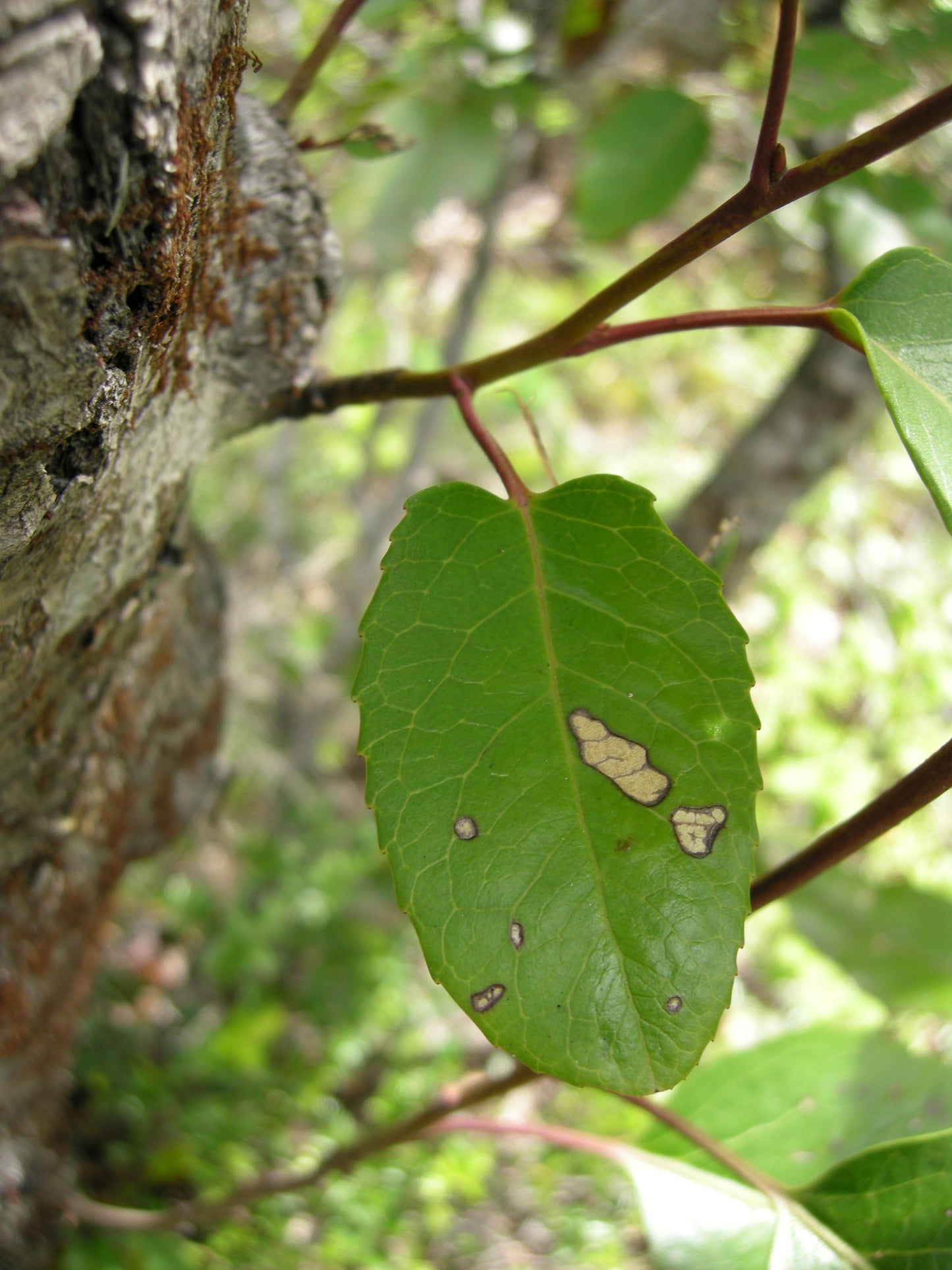 Radal (Lomatia hirsuta)