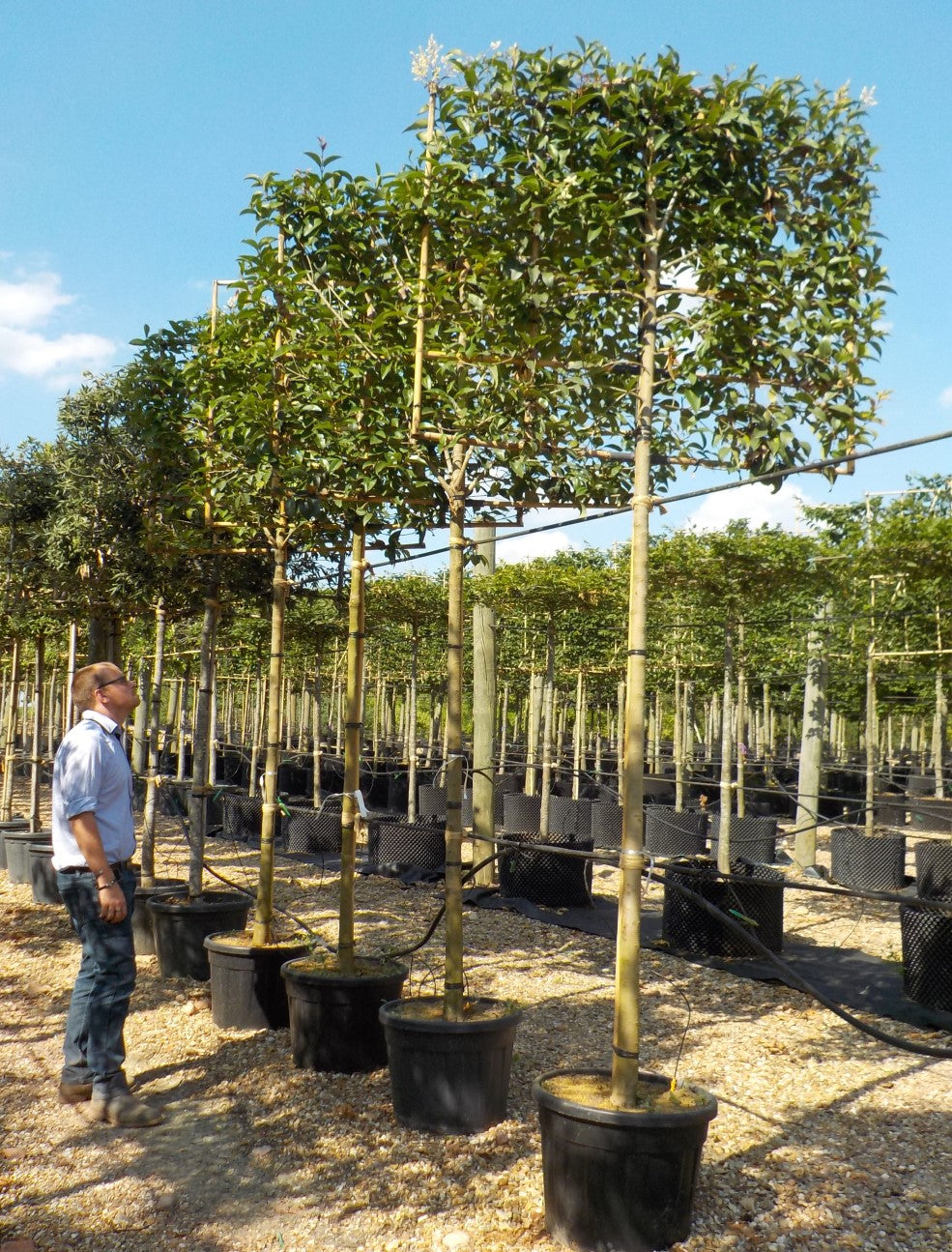 Japanese Privet (Ligustrum japonicum)