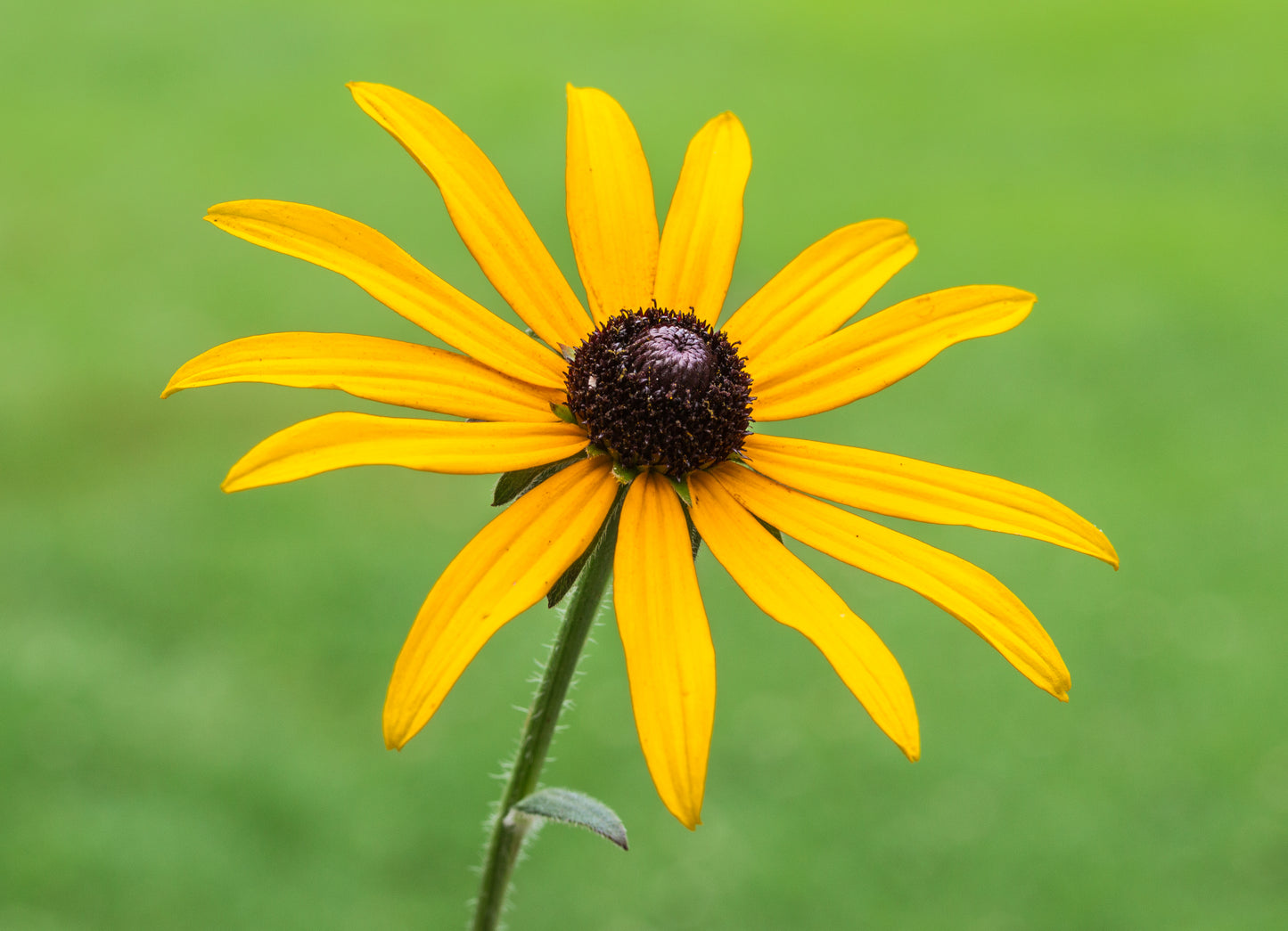 Orange Coneflower Showy Coneflower (Rudbeckia fulgida)