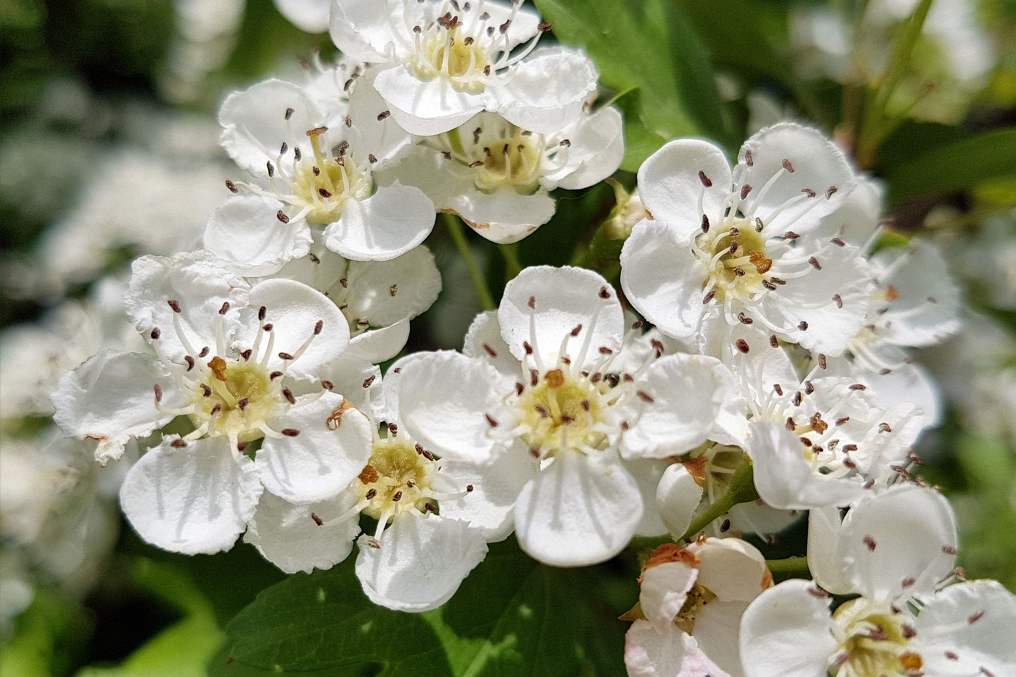 Willow Hawthorn (Crataegus saligna)
