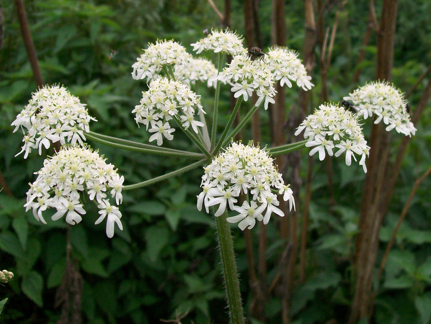 Cow Parsnip Eltrot (Heracleum sphondylium)