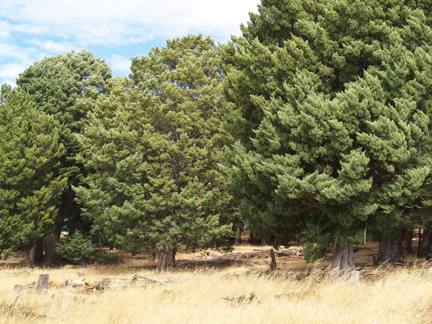 Guadalupe Guadeloupe Cypress (Hesperocyparis guadalupensis)