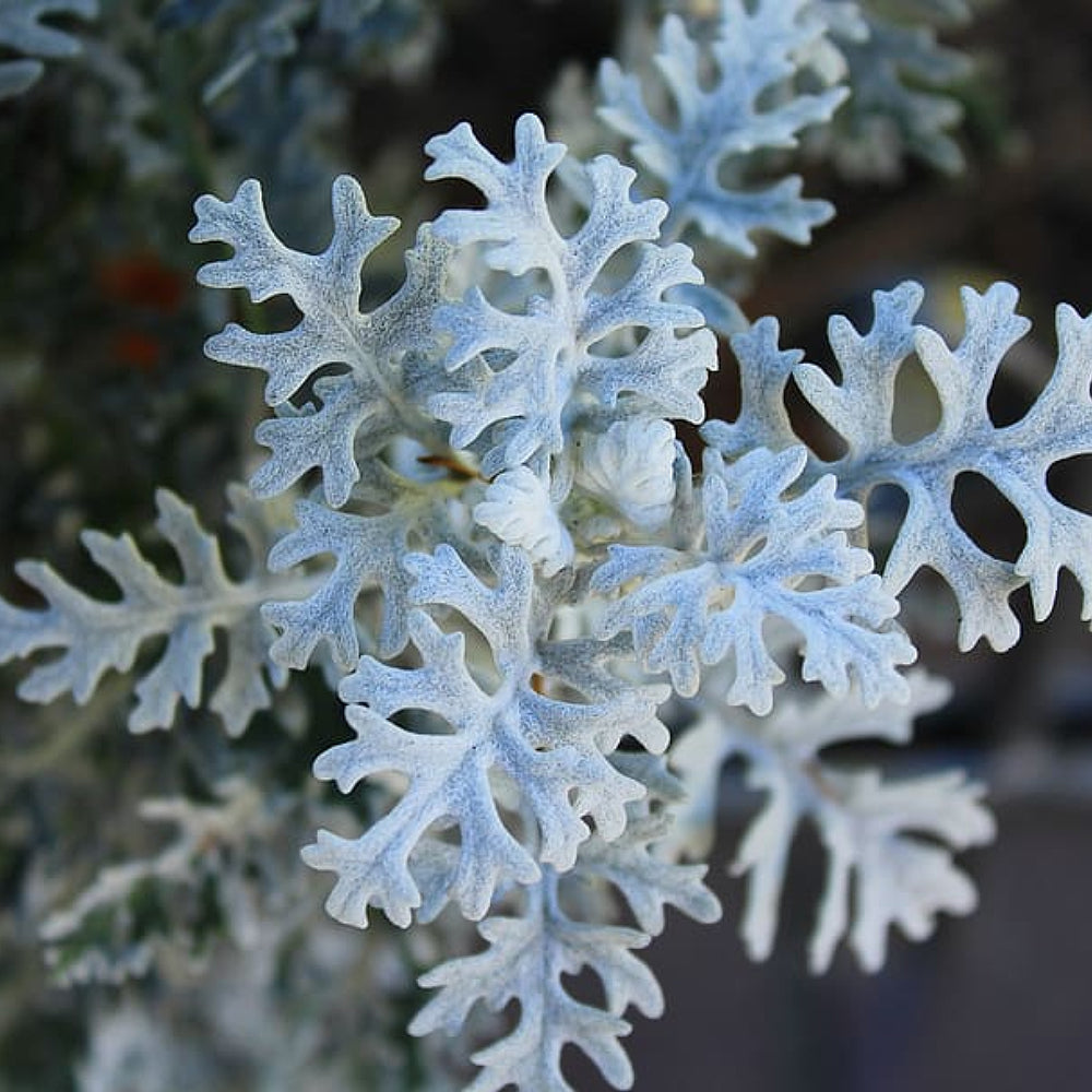 Dusty Miller Ragwort (Jacobaea maritima)