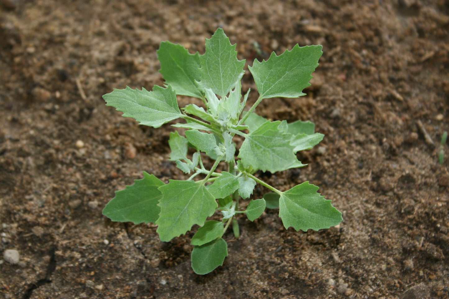 Lamb's Quarters (Chenopodium album)