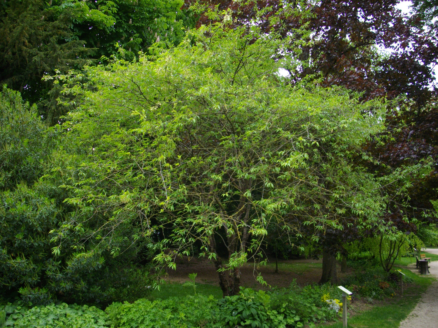 Tibetan Cherry (Prunus serrula)