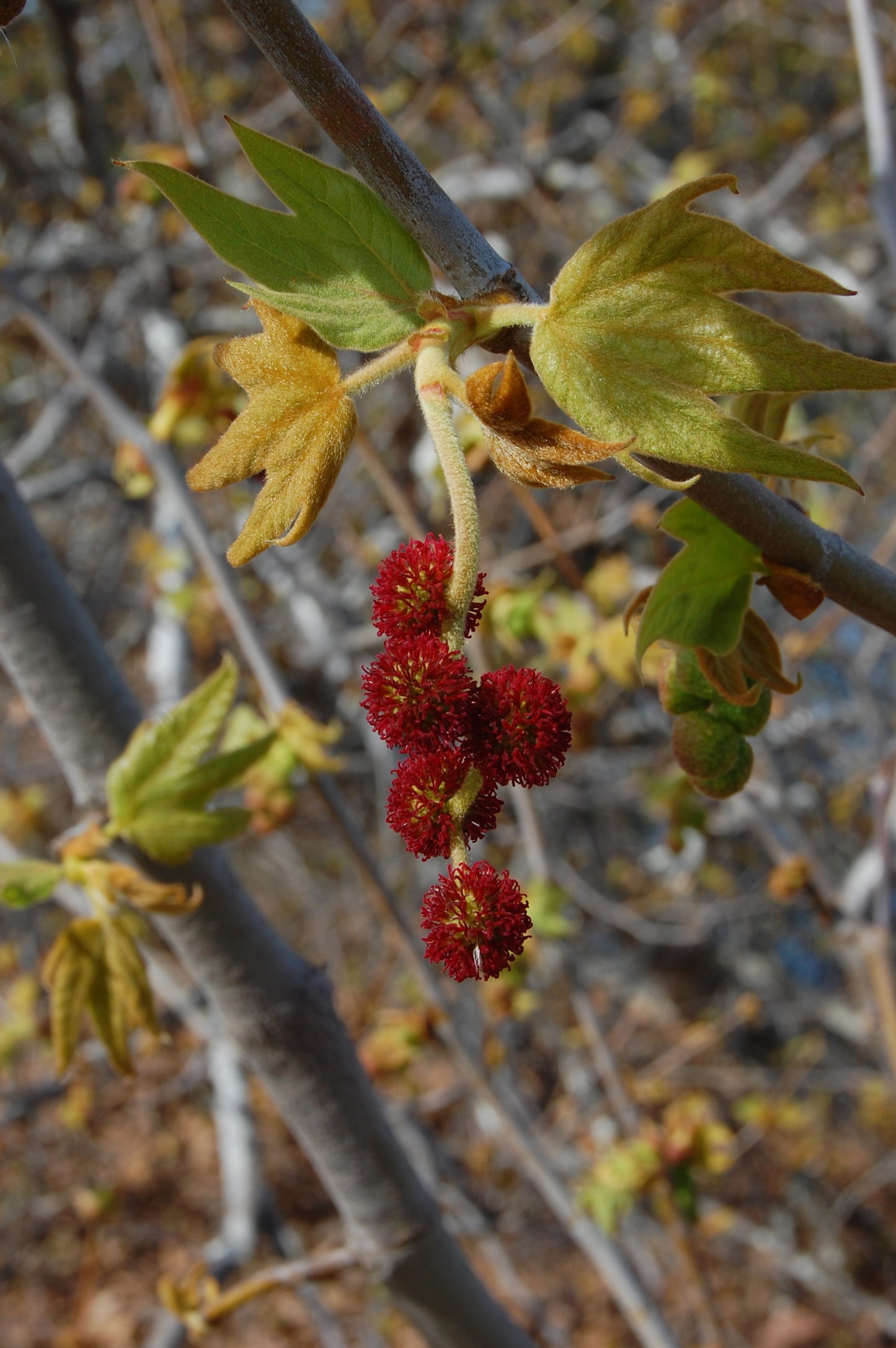 California Sycamore Sycamore (Platanus racemosa)