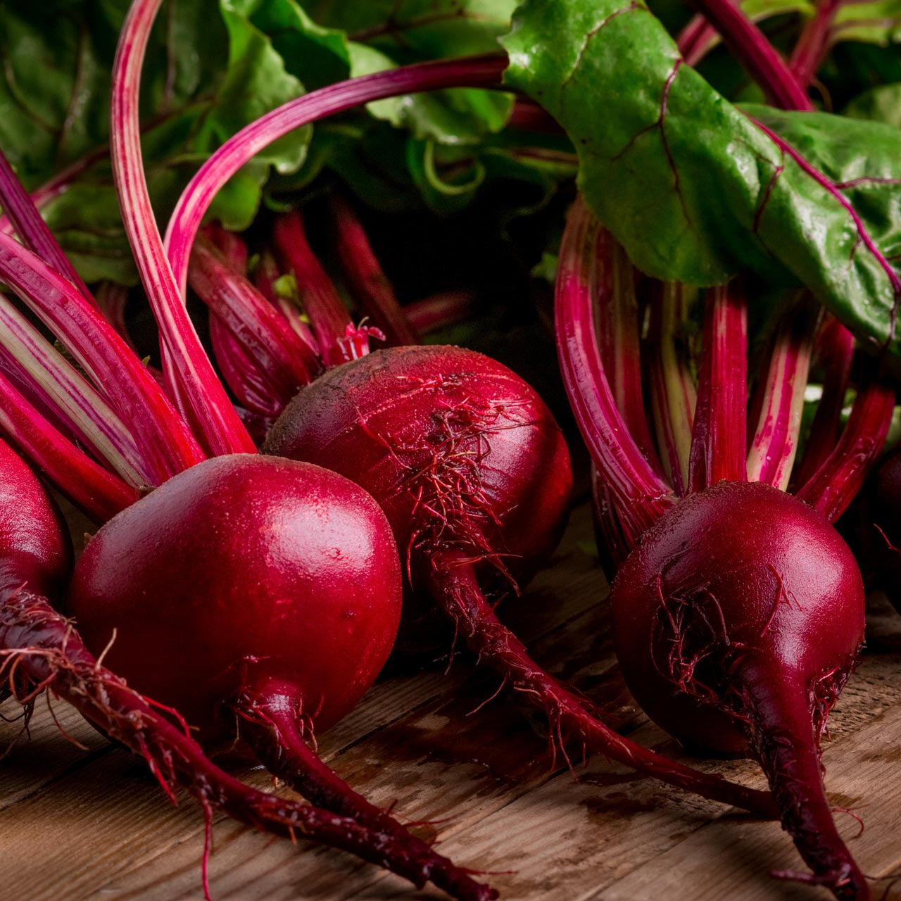 Common Beet Detroit Dark Red Beet (Beta vulgaris 'Detroit Dark Red')