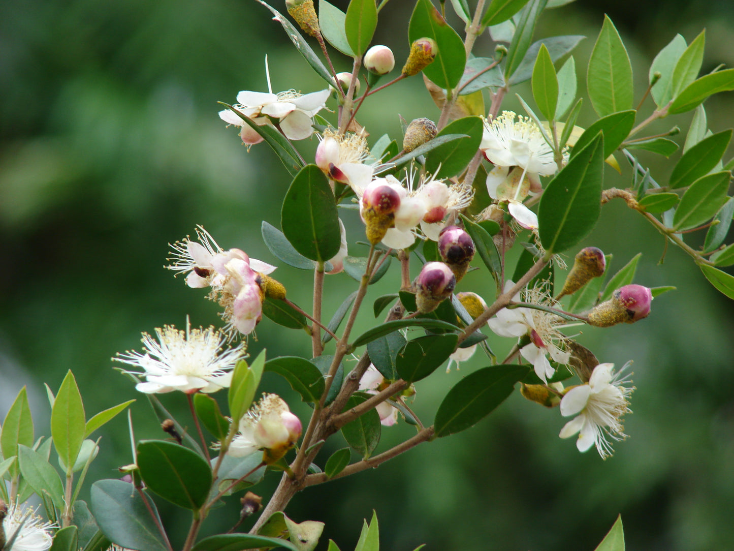 Common Myrtle (Myrtus communis)