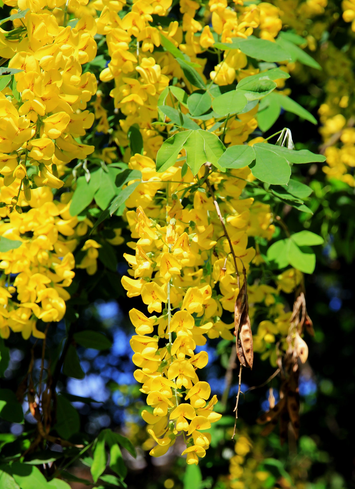 Scotch Laburnum (Laburnum alpinum)