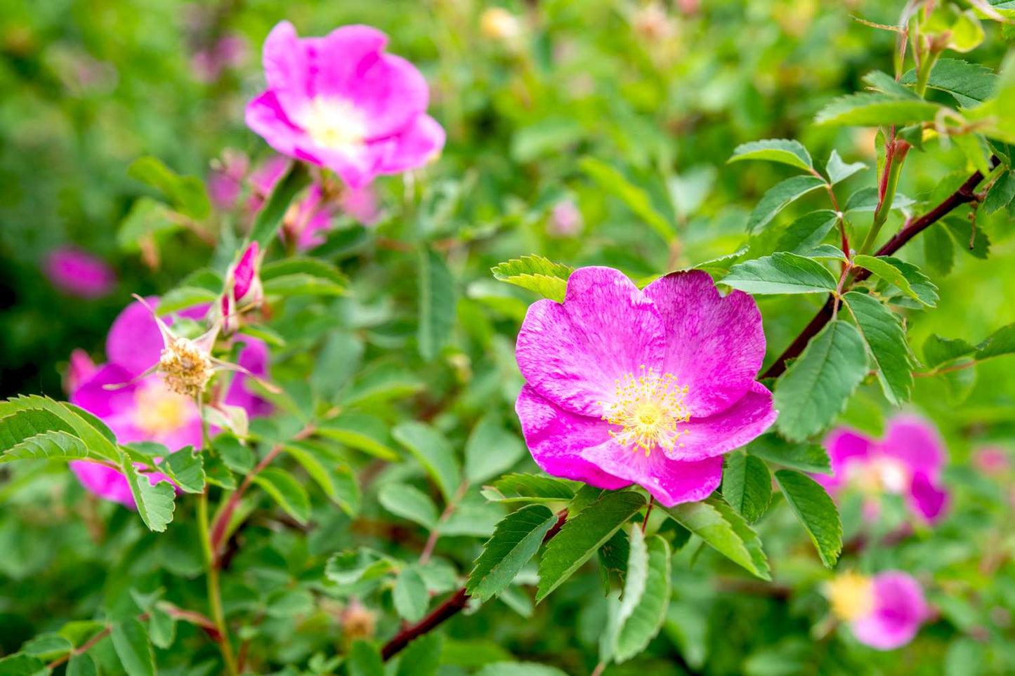 Carolina Rose Pasture Rose (Rosa carolina)