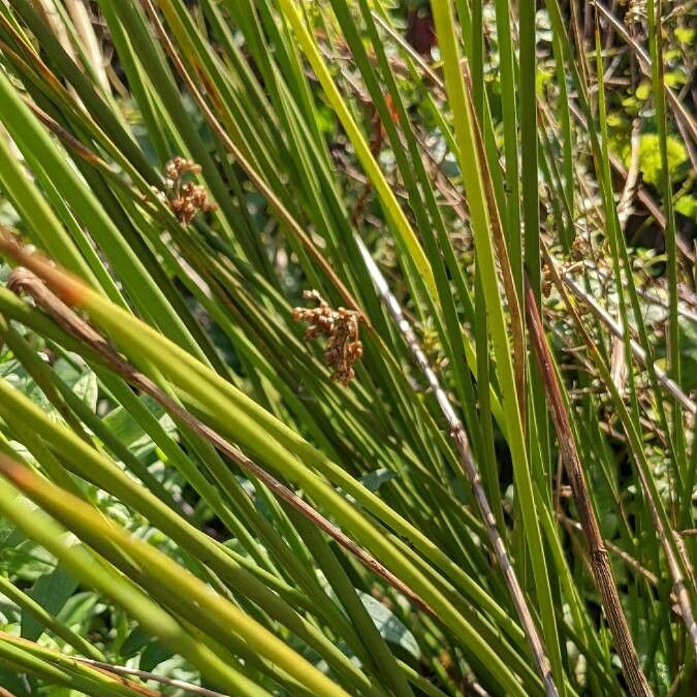 Bog Rush Common Needle Needlerush Soft Rush (Juncus effusus)