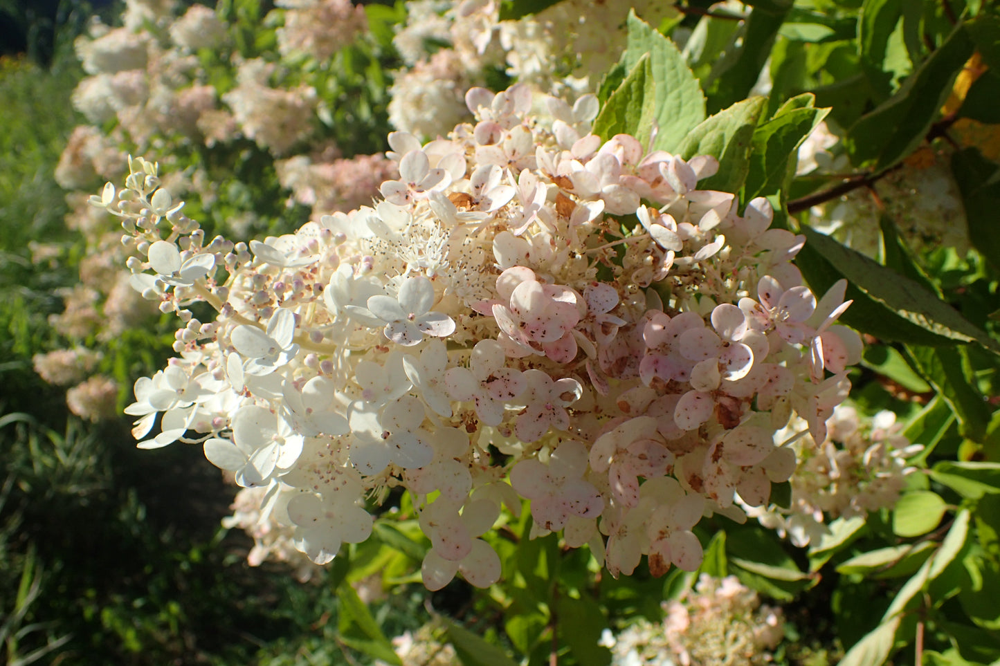 Pee Gee Hydrangea (Hydrangea paniculata 'Grandiflora')