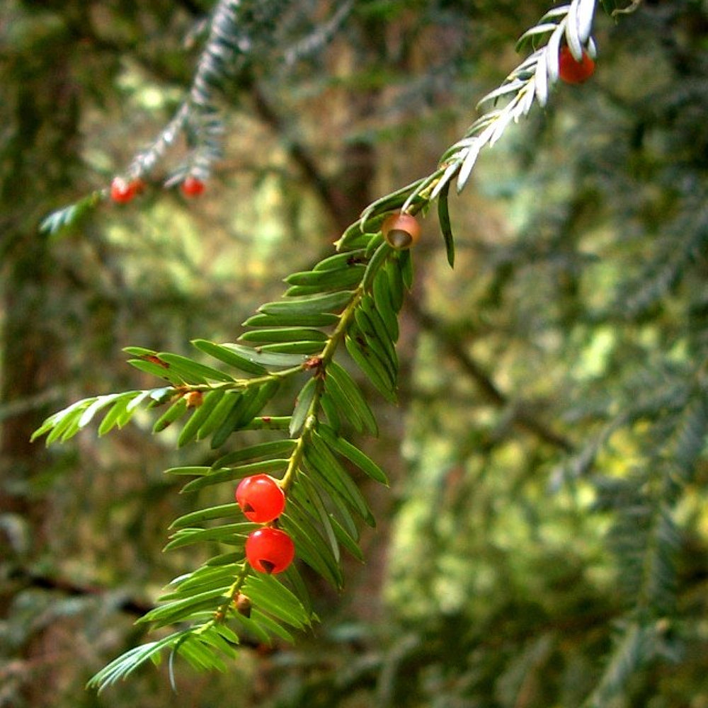 Pacific Yew (Taxus brevifolia)
